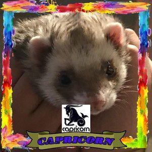 Meet your Posher, Joy